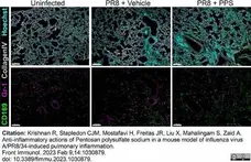 Anti Mouse CD169 antibody, clone 3D6.112 gallery image 25