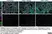 Anti Mouse CD169 antibody, clone 3D6.112 thumbnail image 25