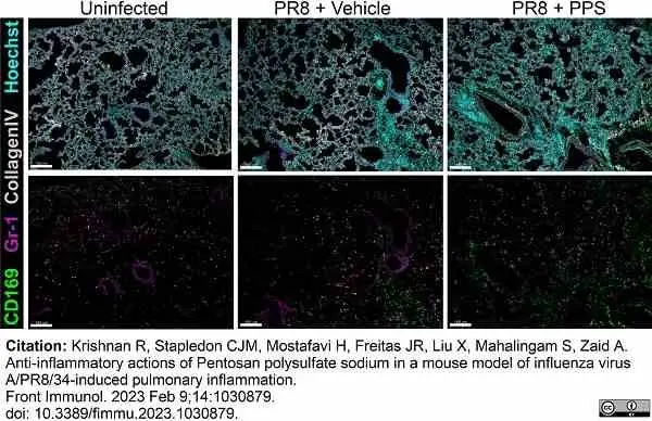 Anti Mouse CD169 antibody, clone 3D6.112 gallery image 25