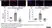 Anti Mouse CD169 antibody, clone 3D6.112 thumbnail image 27