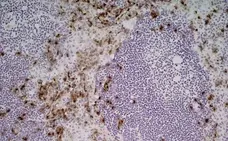 Anti Mouse CD169 antibody, clone 3D6.112 gallery image 3