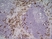 Anti Mouse CD169 antibody, clone 3D6.112 thumbnail image 3