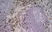 Anti Mouse CD169 antibody, clone 3D6.112 thumbnail image 3