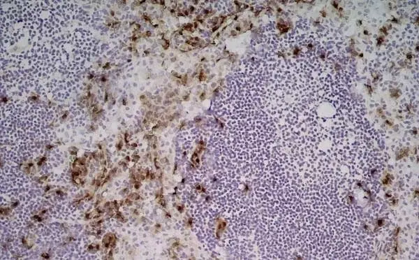 Anti Mouse CD169 antibody, clone 3D6.112 gallery image 3