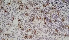 Anti Mouse CD169 antibody, clone 3D6.112 gallery image 4
