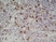 Anti Mouse CD169 antibody, clone 3D6.112 thumbnail image 4