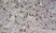 Anti Mouse CD169 antibody, clone 3D6.112 thumbnail image 4