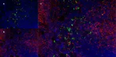 Anti Mouse CD169 antibody, clone 3D6.112 gallery image 5