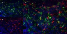 Anti Mouse CD169 antibody, clone 3D6.112 gallery image 6