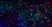 Anti Mouse CD169 antibody, clone 3D6.112 thumbnail image 6