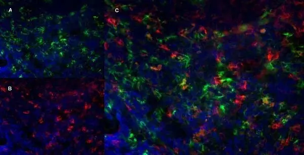 Anti Mouse CD169 antibody, clone 3D6.112 gallery image 6