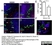 Anti Mouse CD169 antibody, clone 3D6.112 thumbnail image 8