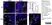 Anti Mouse CD169 antibody, clone 3D6.112 thumbnail image 8