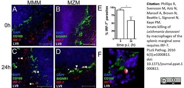 Anti Mouse CD169 antibody, clone 3D6.112 gallery image 8