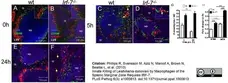 Anti Mouse CD169 antibody, clone 3D6.112 gallery image 9