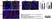 Anti Mouse CD169 antibody, clone 3D6.112 thumbnail image 9