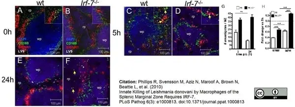 Anti Mouse CD169 antibody, clone 3D6.112 gallery image 9