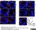 Anti Mouse CD169 Antibody, clone MOMA-1 thumbnail image 1