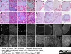 Anti Mouse CD169 Antibody, clone MOMA-1 gallery image 10