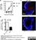 Anti Mouse CD169 Antibody, clone MOMA-1 thumbnail image 15