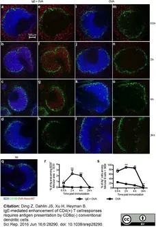 Anti Mouse CD169 Antibody, clone MOMA-1 gallery image 16