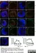 Anti Mouse CD169 Antibody, clone MOMA-1 thumbnail image 16