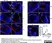 Anti Mouse CD169 Antibody, clone MOMA-1 thumbnail image 17