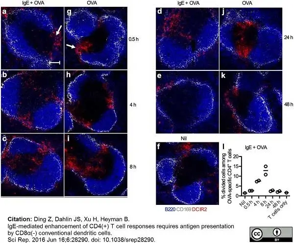 Anti Mouse CD169 Antibody, clone MOMA-1 gallery image 17