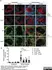 Anti Mouse CD169 Antibody, clone MOMA-1 thumbnail image 19