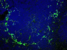 Anti Mouse CD169 Antibody, clone MOMA-1 gallery image 2