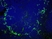 Anti Mouse CD169 Antibody, clone MOMA-1 thumbnail image 2
