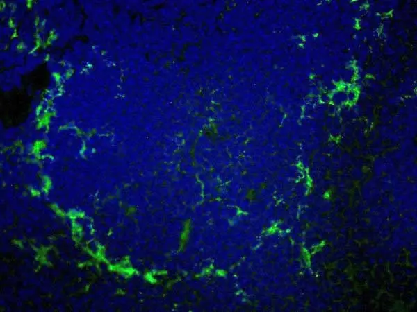 Anti Mouse CD169 Antibody, clone MOMA-1 gallery image 2
