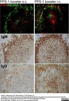 Anti Mouse CD169 Antibody, clone MOMA-1 gallery image 20