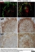 Anti Mouse CD169 Antibody, clone MOMA-1 thumbnail image 20