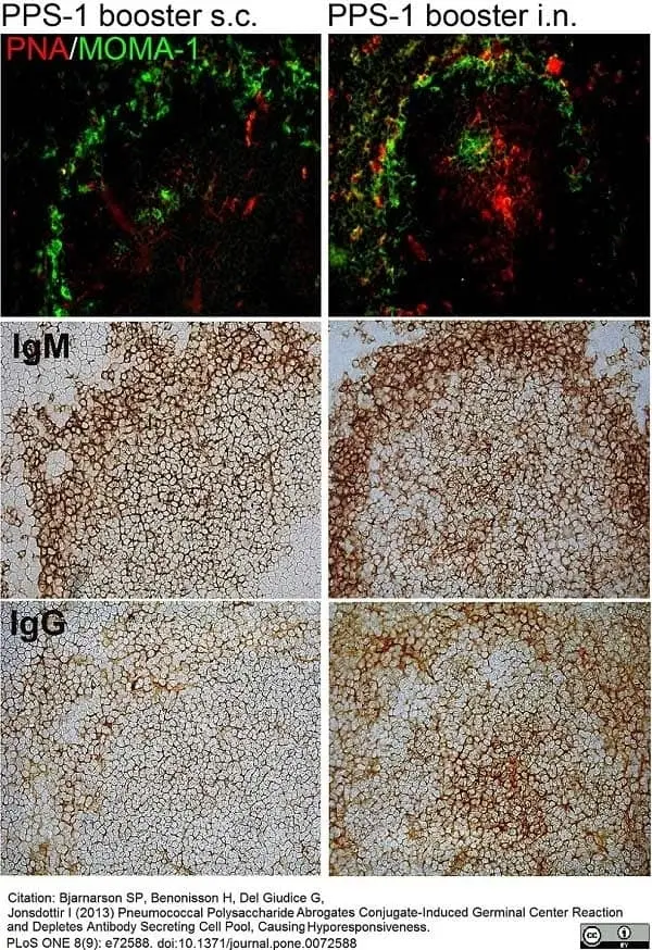 Anti Mouse CD169 Antibody, clone MOMA-1 gallery image 20
