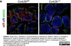 Anti Mouse CD169 Antibody, clone MOMA-1 gallery image 21