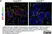 Anti Mouse CD169 Antibody, clone MOMA-1 thumbnail image 21