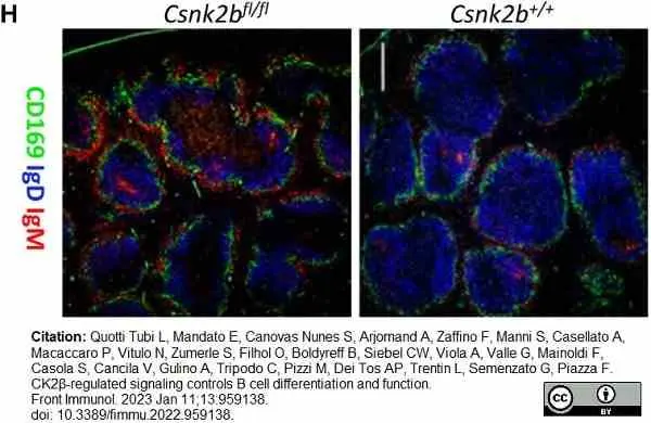 Anti Mouse CD169 Antibody, clone MOMA-1 gallery image 21