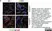 Anti Mouse CD169 Antibody, clone MOMA-1 thumbnail image 22