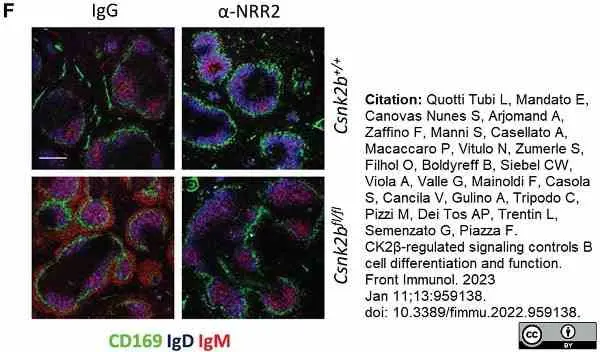 Anti Mouse CD169 Antibody, clone MOMA-1 gallery image 22