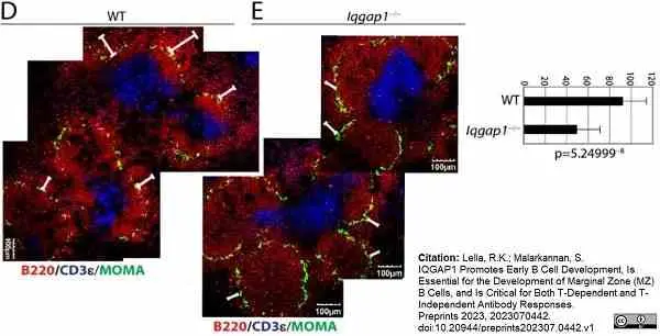 Anti Mouse CD169 Antibody, clone MOMA-1 gallery image 23