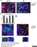 Anti Mouse CD169 Antibody, clone MOMA-1 thumbnail image 3