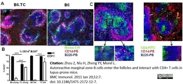 Anti Mouse CD169 Antibody, clone MOMA-1 gallery image 3