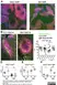 Anti Mouse CD169 Antibody, clone MOMA-1 thumbnail image 4