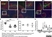 Anti Mouse CD169 Antibody, clone MOMA-1 thumbnail image 5