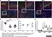 Anti Mouse CD169 Antibody, clone MOMA-1 thumbnail image 5