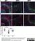 Anti Mouse CD169 Antibody, clone MOMA-1 thumbnail image 6