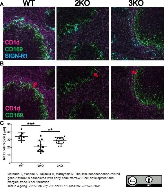 Anti Mouse CD169 Antibody, clone MOMA-1 gallery image 6