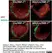 Anti Mouse CD169 Antibody, clone MOMA-1 thumbnail image 7