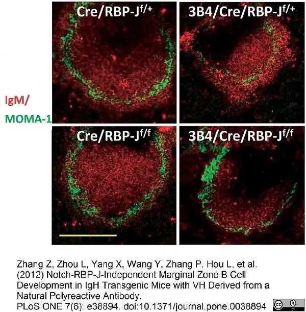 Anti Mouse CD169 Antibody, clone MOMA-1 gallery image 7